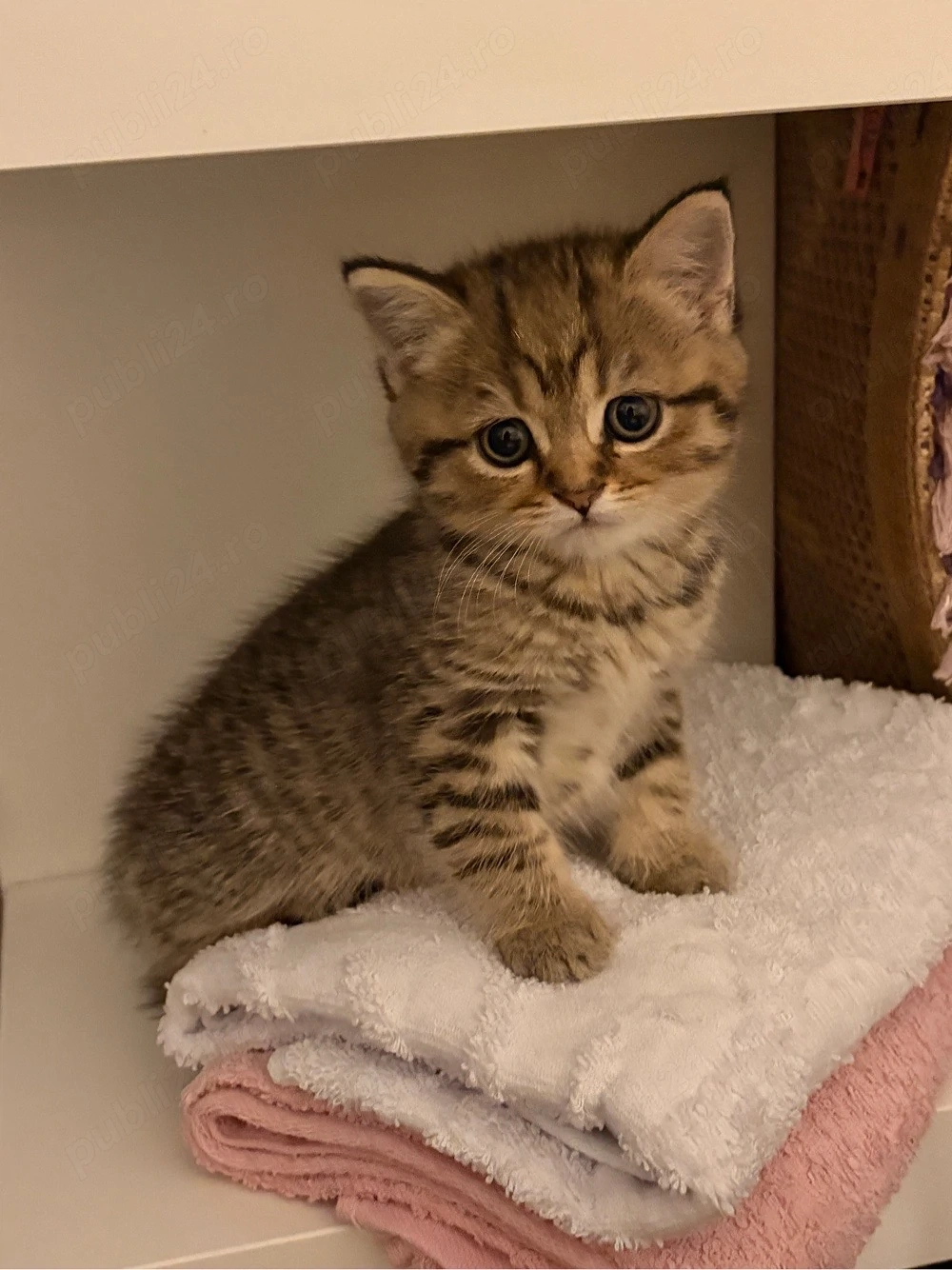British Shorthair Golden Tabby