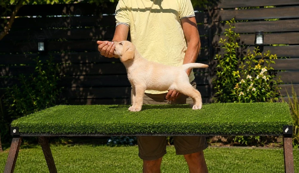 Laborator Retriever 