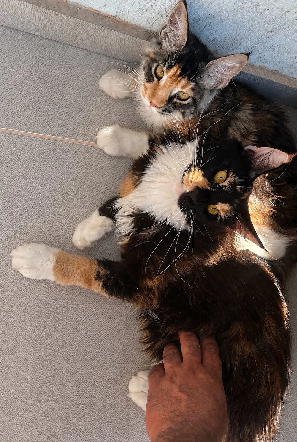Maine Coon, 4 luni, fetiță 