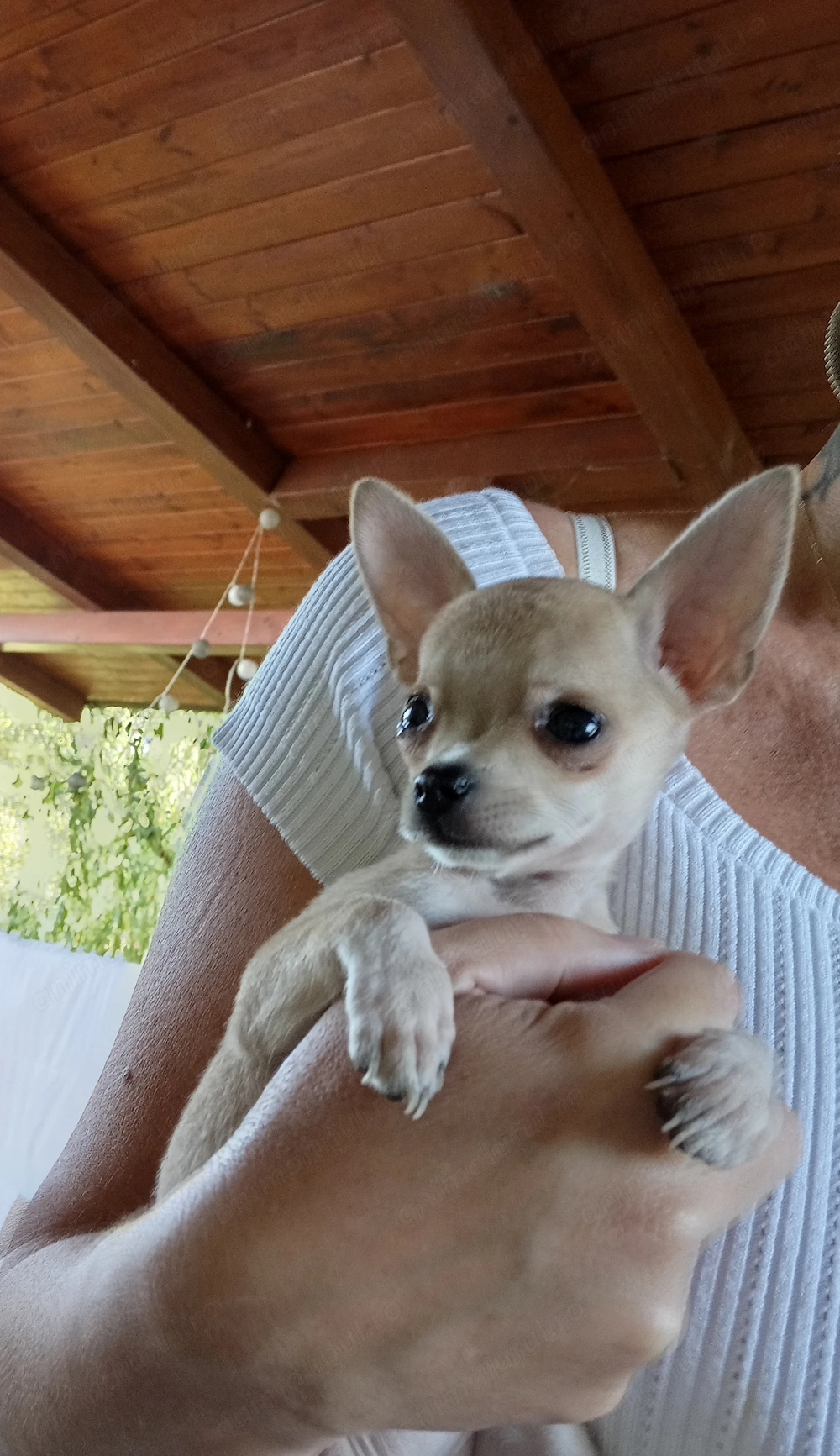 Chihuahua fetiță 