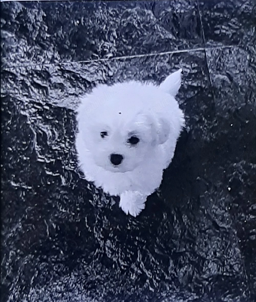 Bichon maltez mini toy