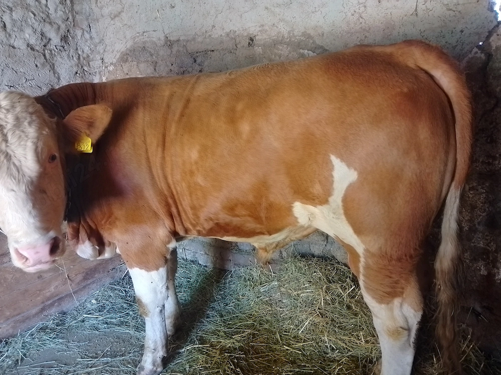 Vând taur 450-480 kg de 1 an și jumătate 