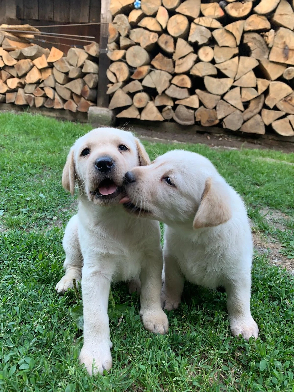 Pui Labrador 9 săptămâni