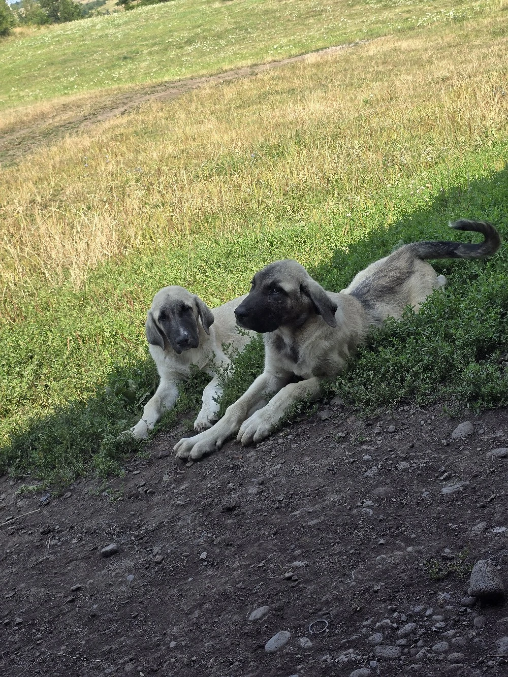 căței disponibili