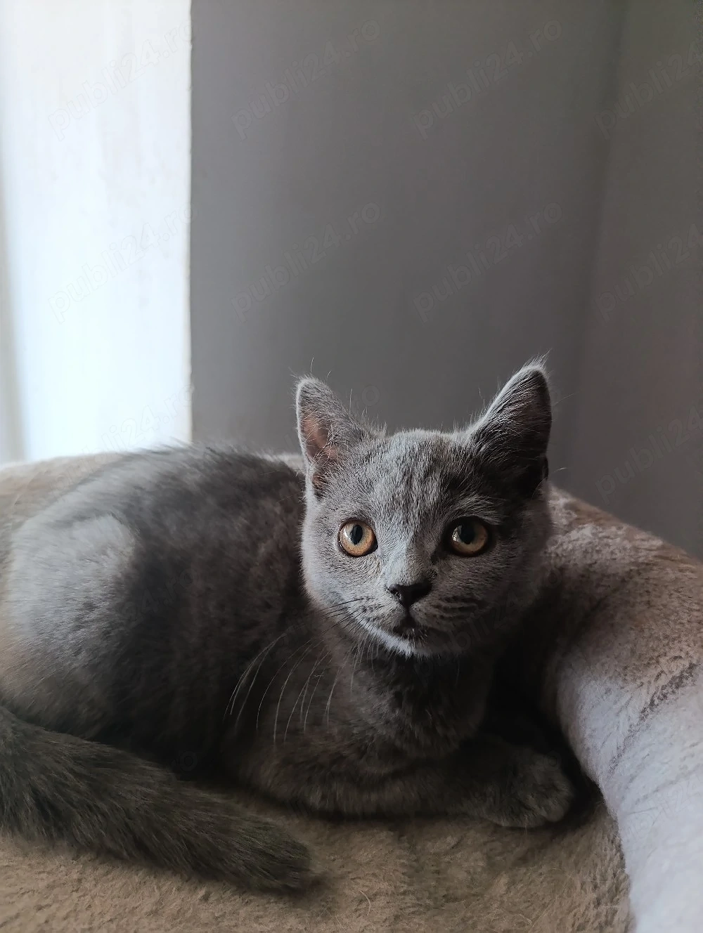 British Shorthair