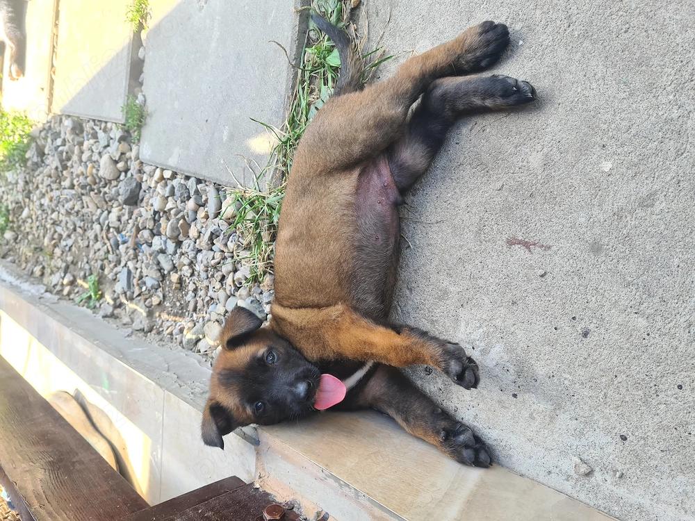 Cățeluși ciobănesc belgian malinois 