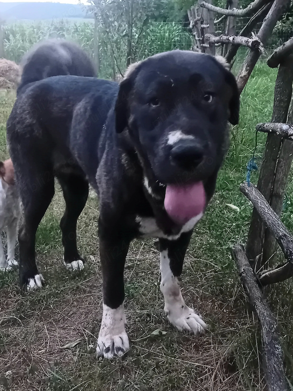Disponibila femelă Asia Centrală 