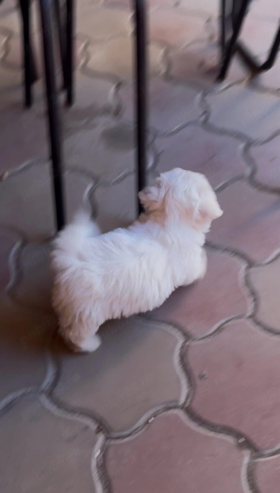 Bichon Maltez Mini Toy