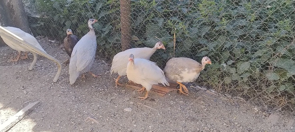 7 bibilici 