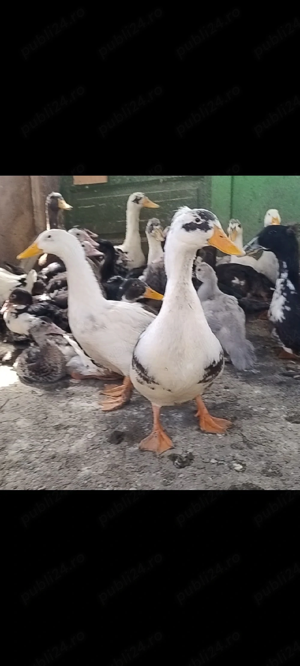 păsări de curte 