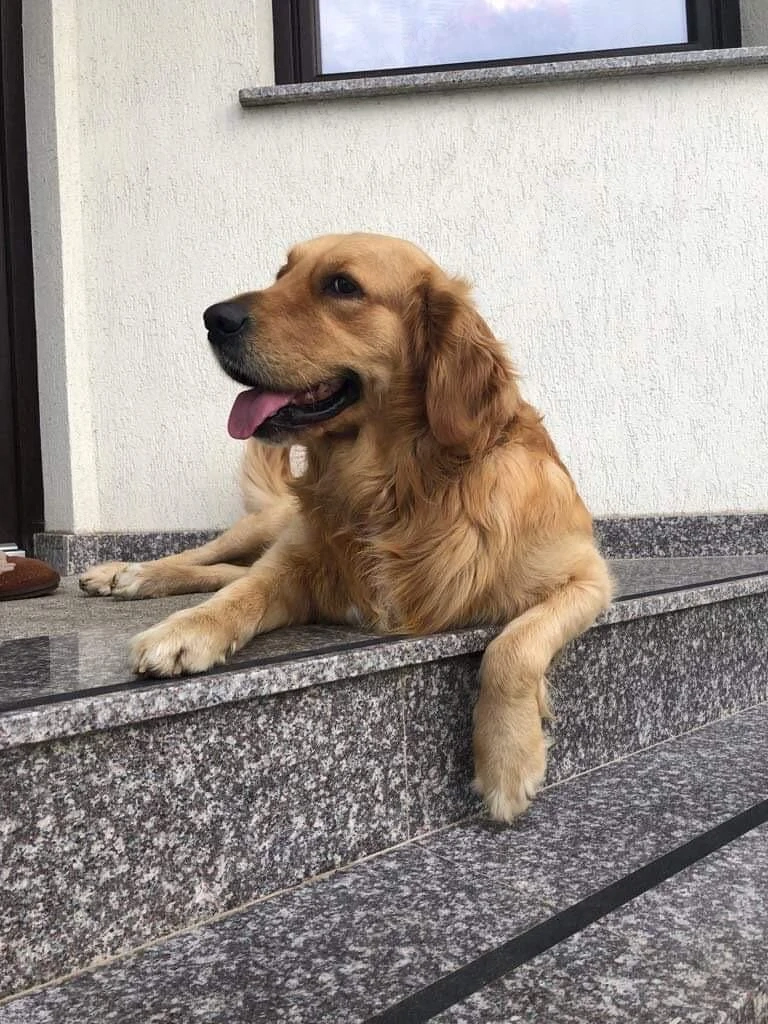 golden retriever rosu 