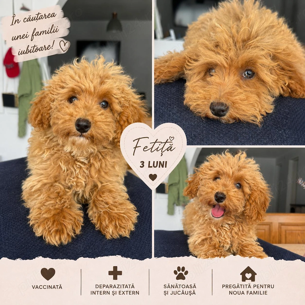 Pudel Poodle Caniche Red Roscat Apricot 