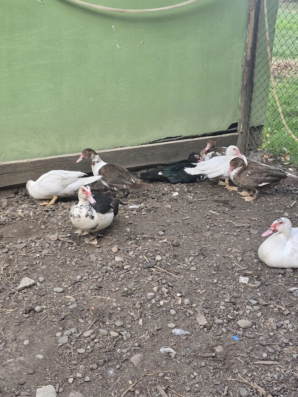 rață leseasca muta