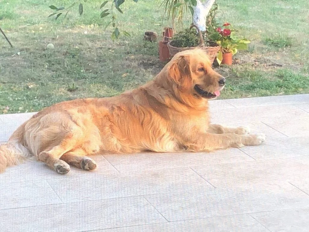 cei mai frumusei goldeni retriever 
