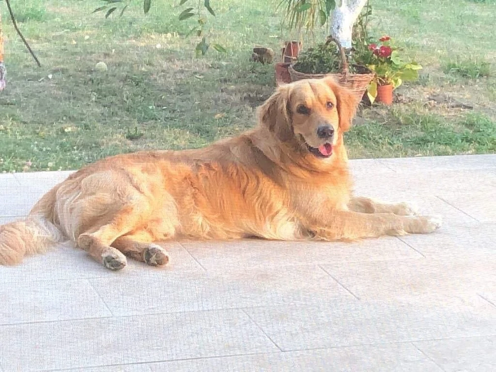 retriever golden roșu 