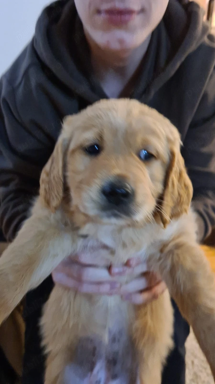 puisor rosu de rasa pura golden retriever 
