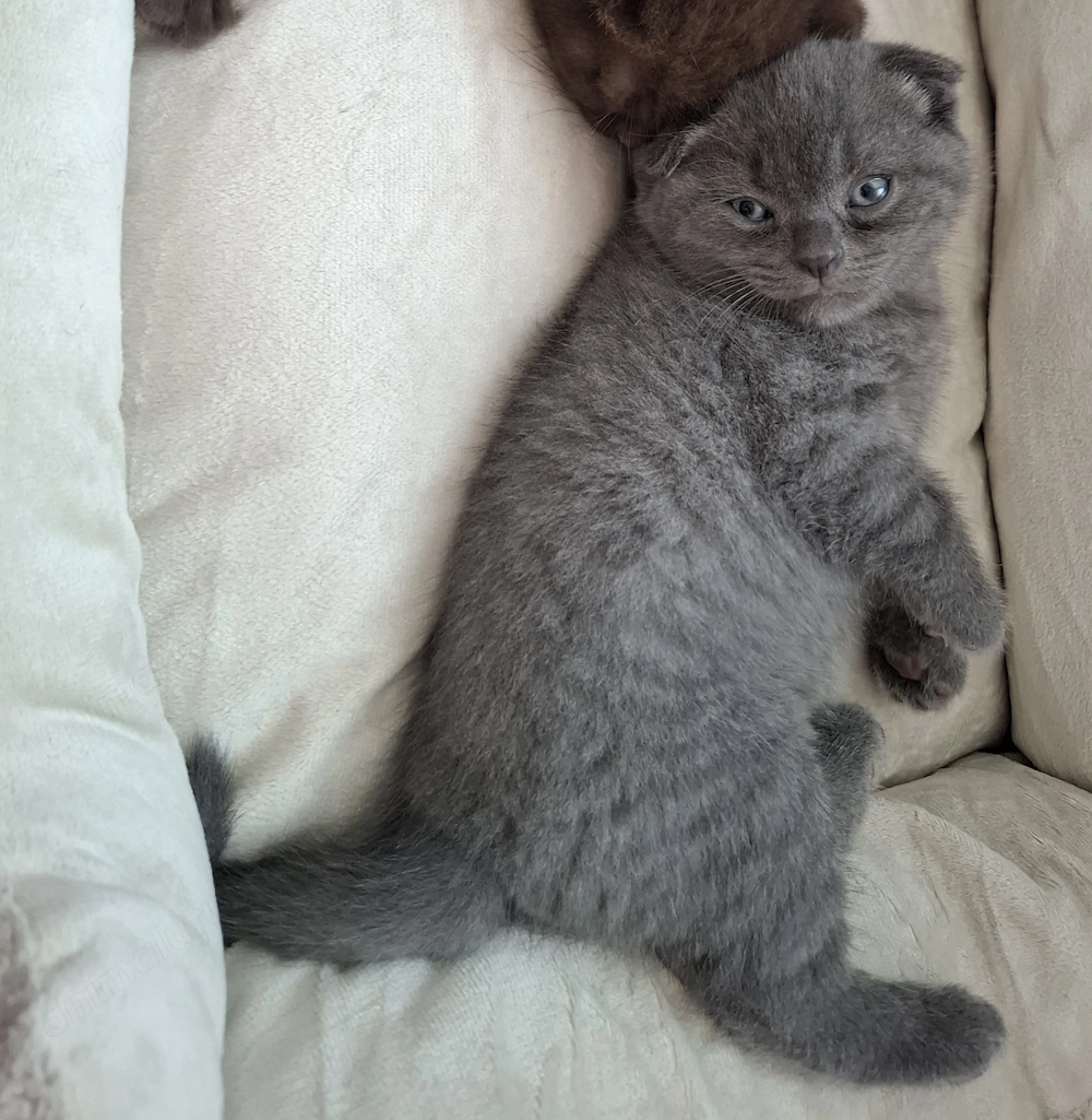 Pui de pisică Scottish Fold cu carnet , deparazitare și vaccin 