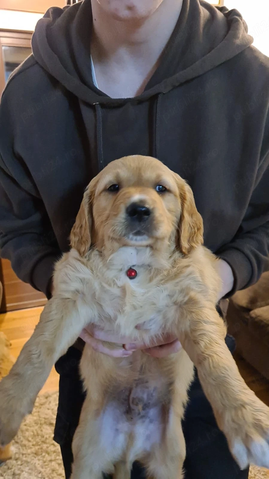 golden retriever deosebit