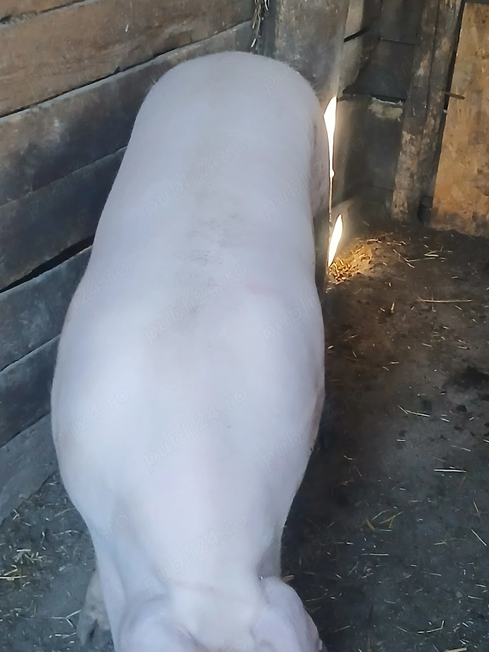 Vând porc cu 13 lei kg 