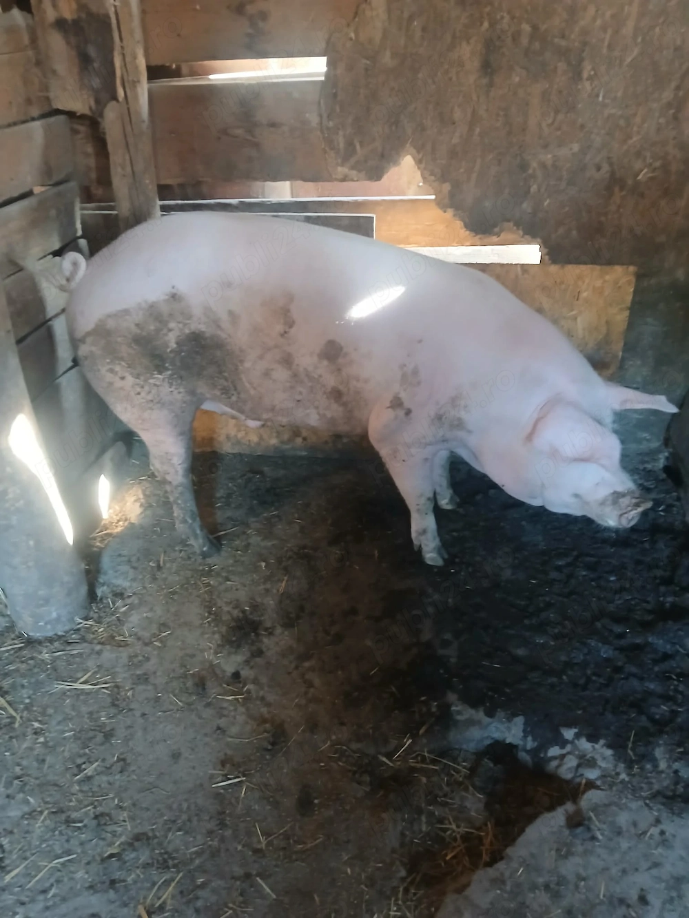 Vând porc cu 13 lei kg 