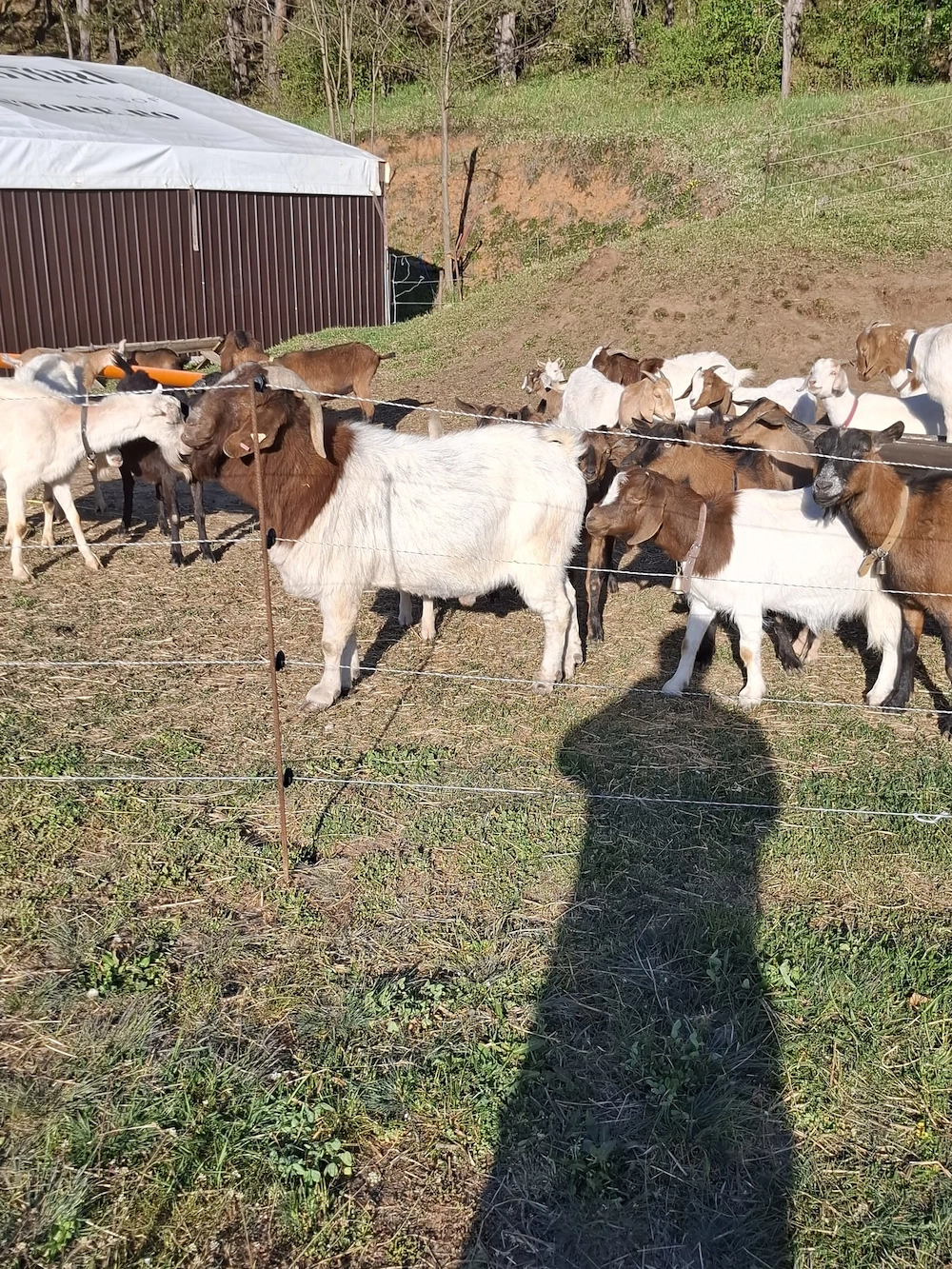 Vand capre Boer, Alpina Franceză si Sanen