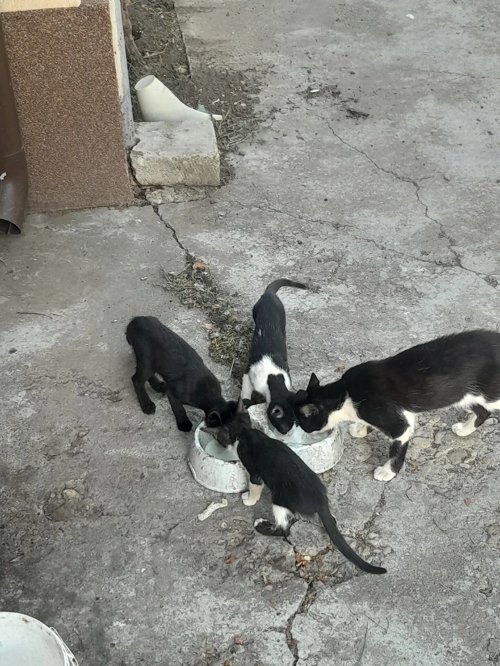 Donez puii de pisică