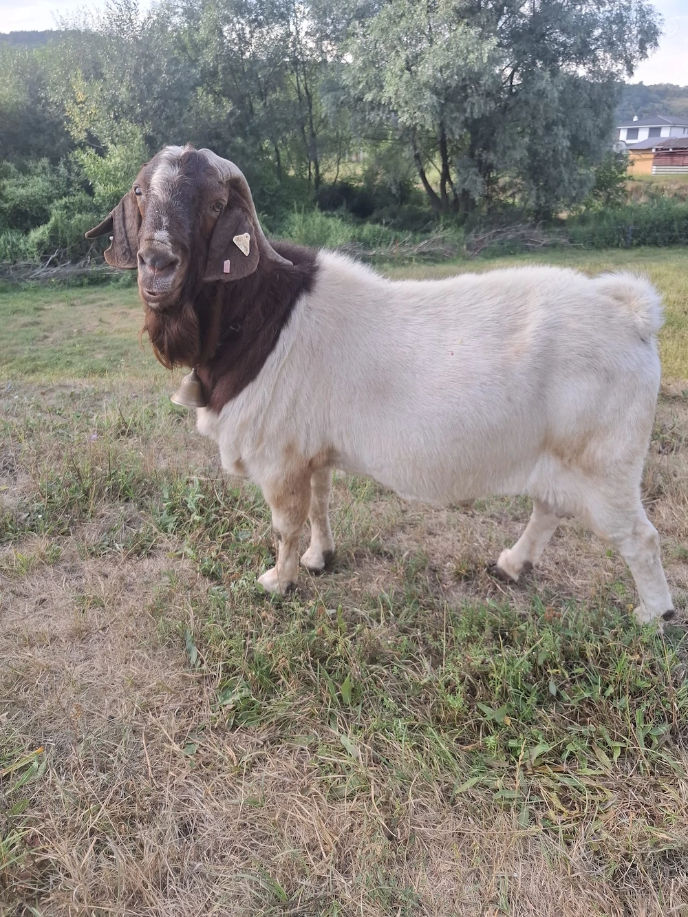 Vand tap din rasa Boer