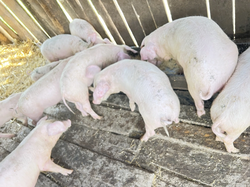 Vând purcei landrace cu marele alb 