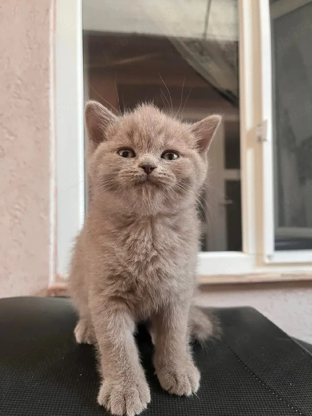 British shorthair lilac 