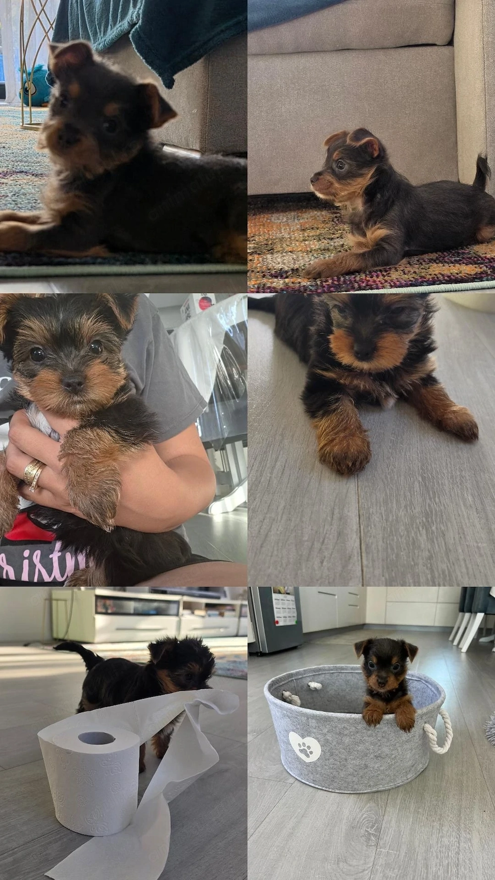 Pui yorkshire terrier toy 