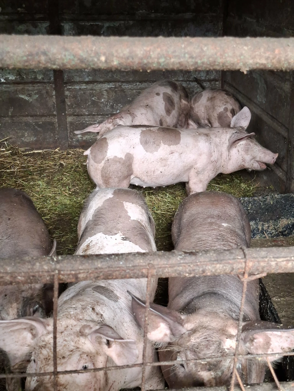   Porci Pietrain Belgian  20-30kg