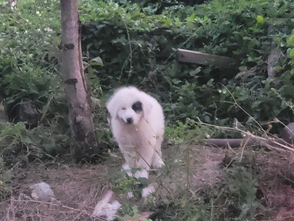 Catelusa ciobanesc de Bucovina