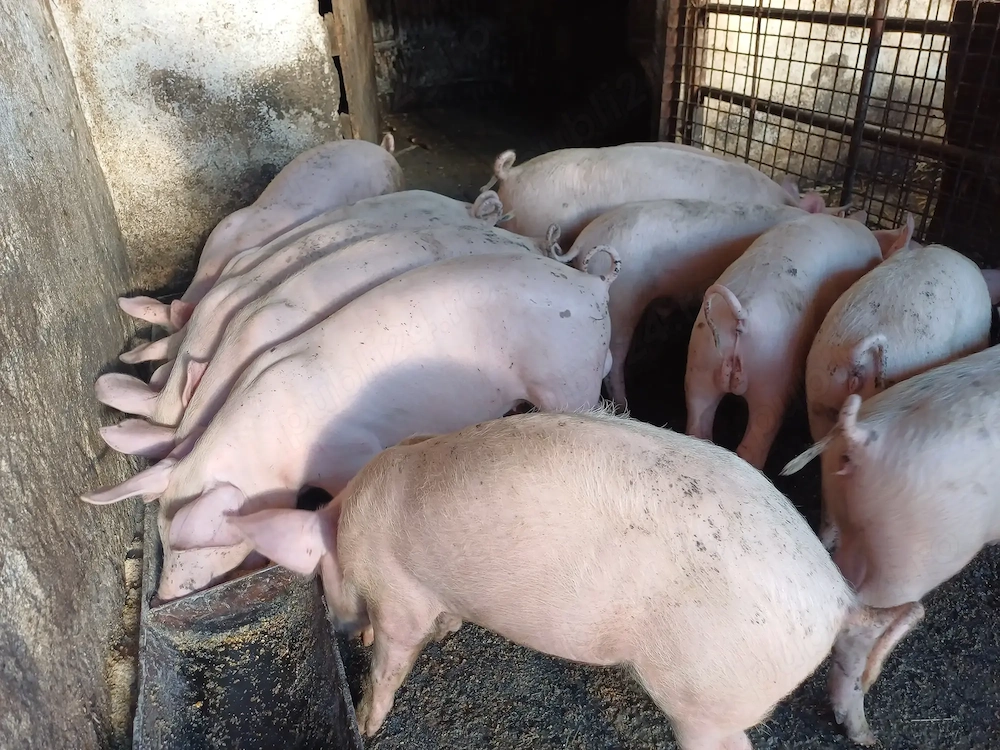 Purcei marele alb cu landrace