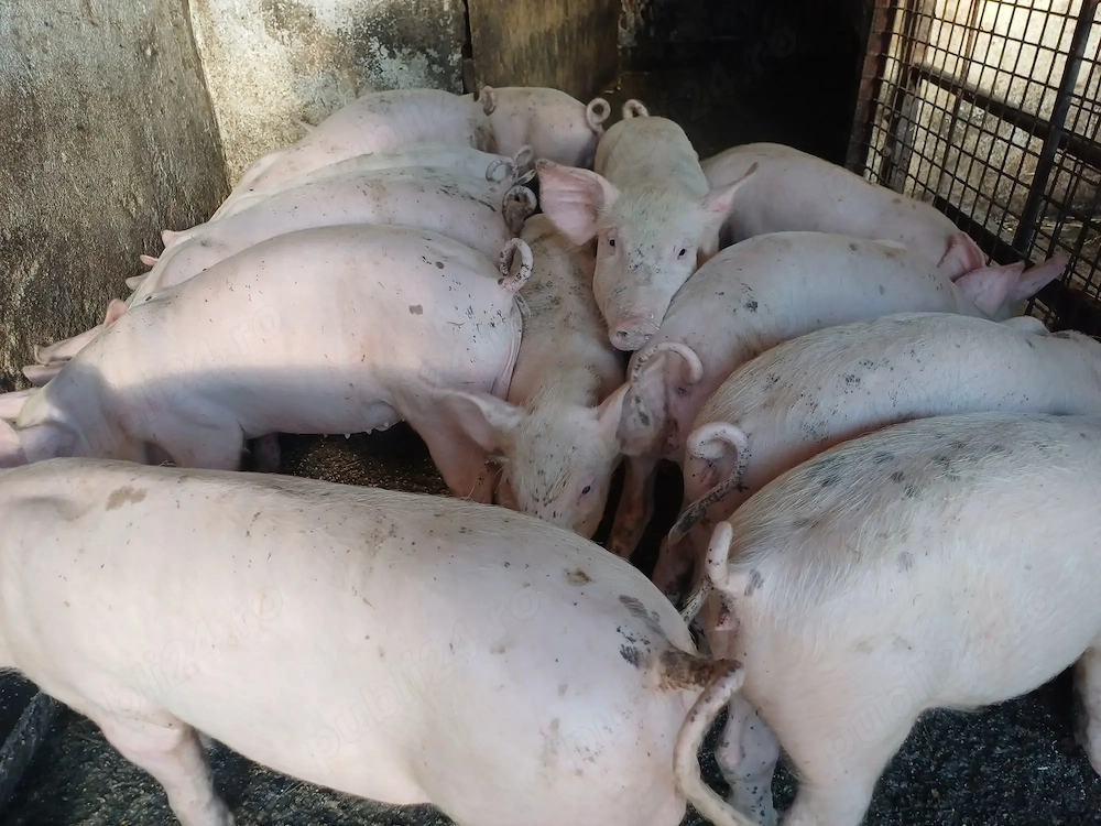 De vanzare purcei landrace cu marele alb