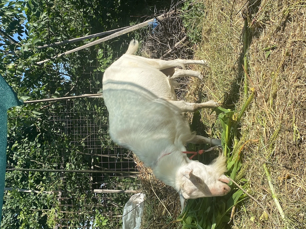 Țap și doi iezi Saanen