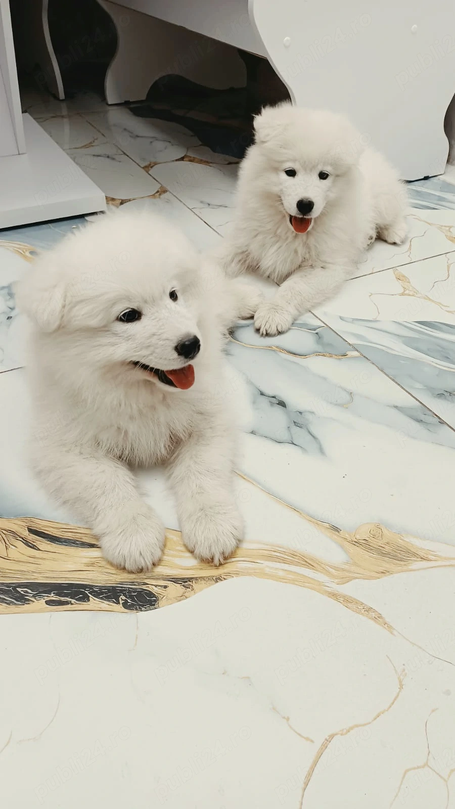 Pui Samoyed își caută familli iubitoare!