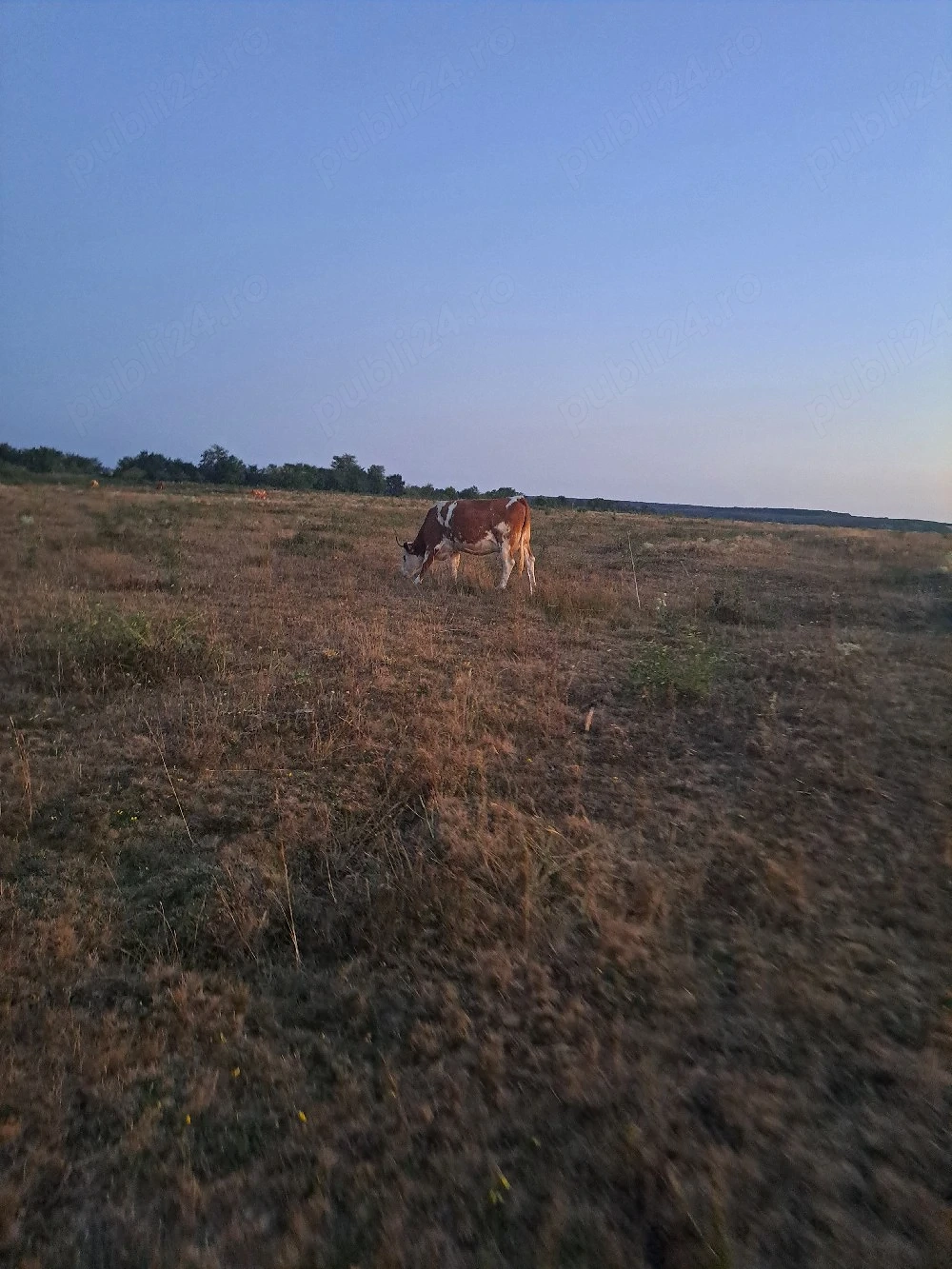 Juninca de vânzare ,buna de lapte 