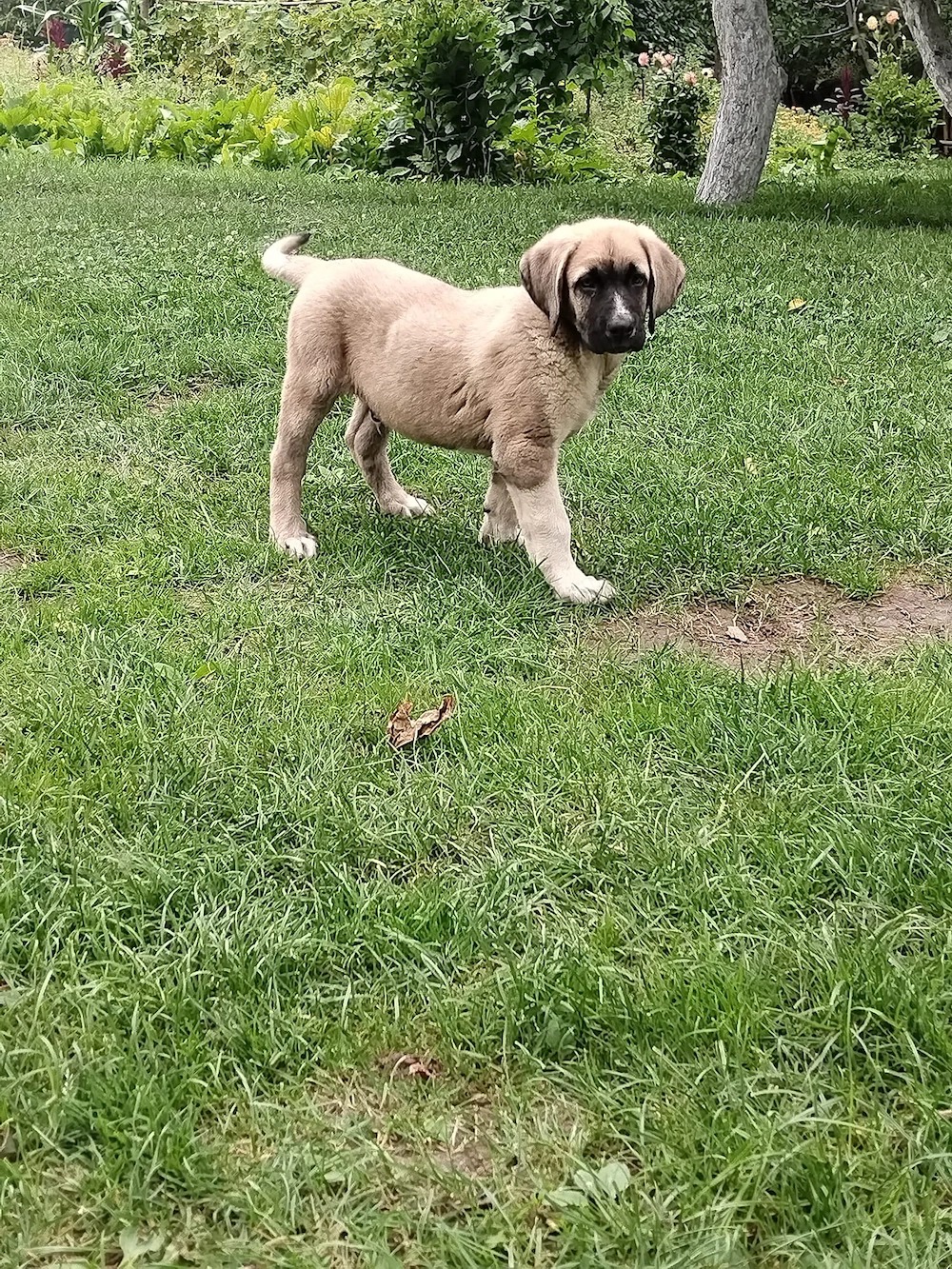 Pui kangal 9 săptămâni, din părinți buni de paza la animale și curte. vaccinați și deparazitați conf