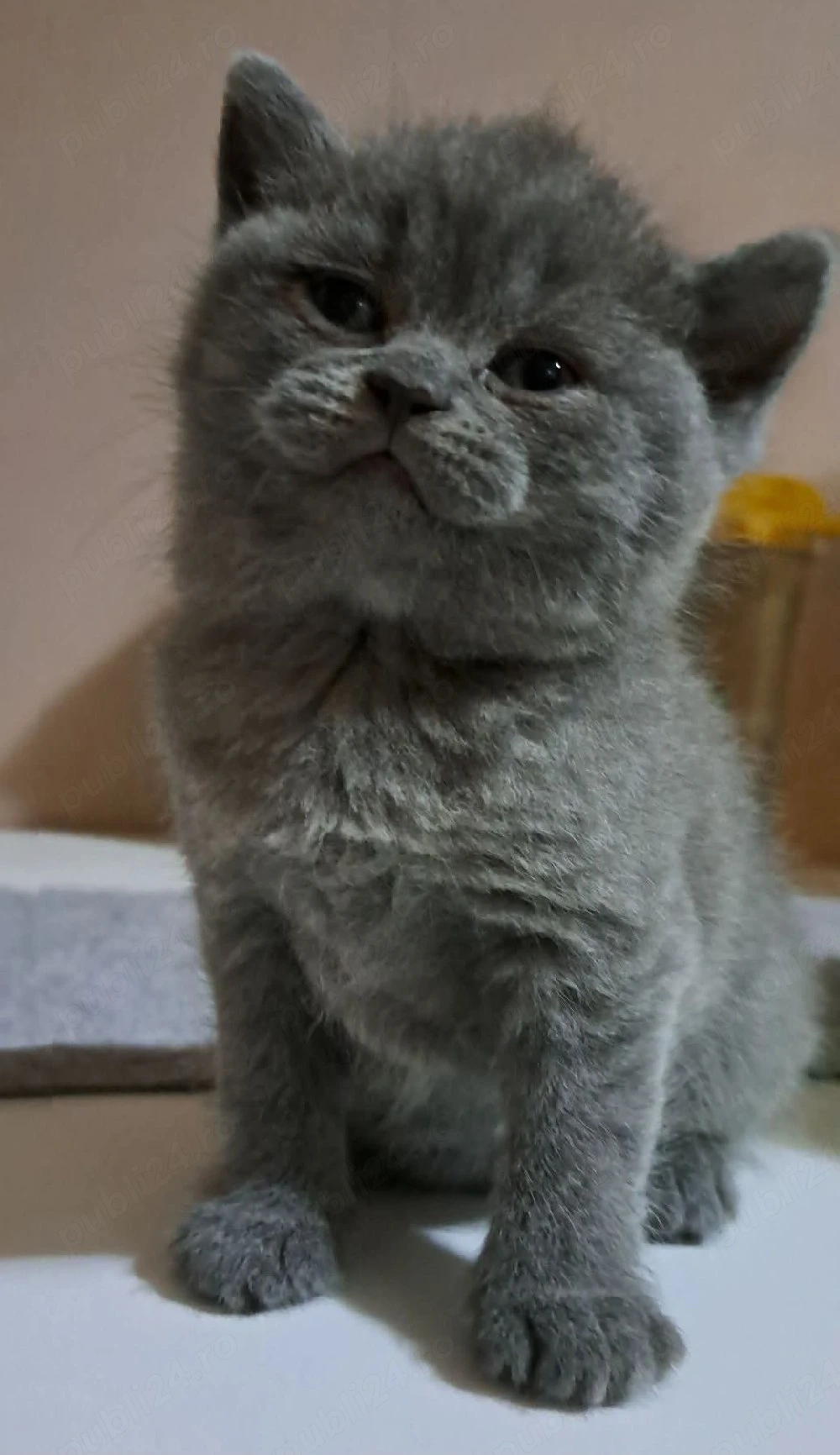 British shorthair blue 
