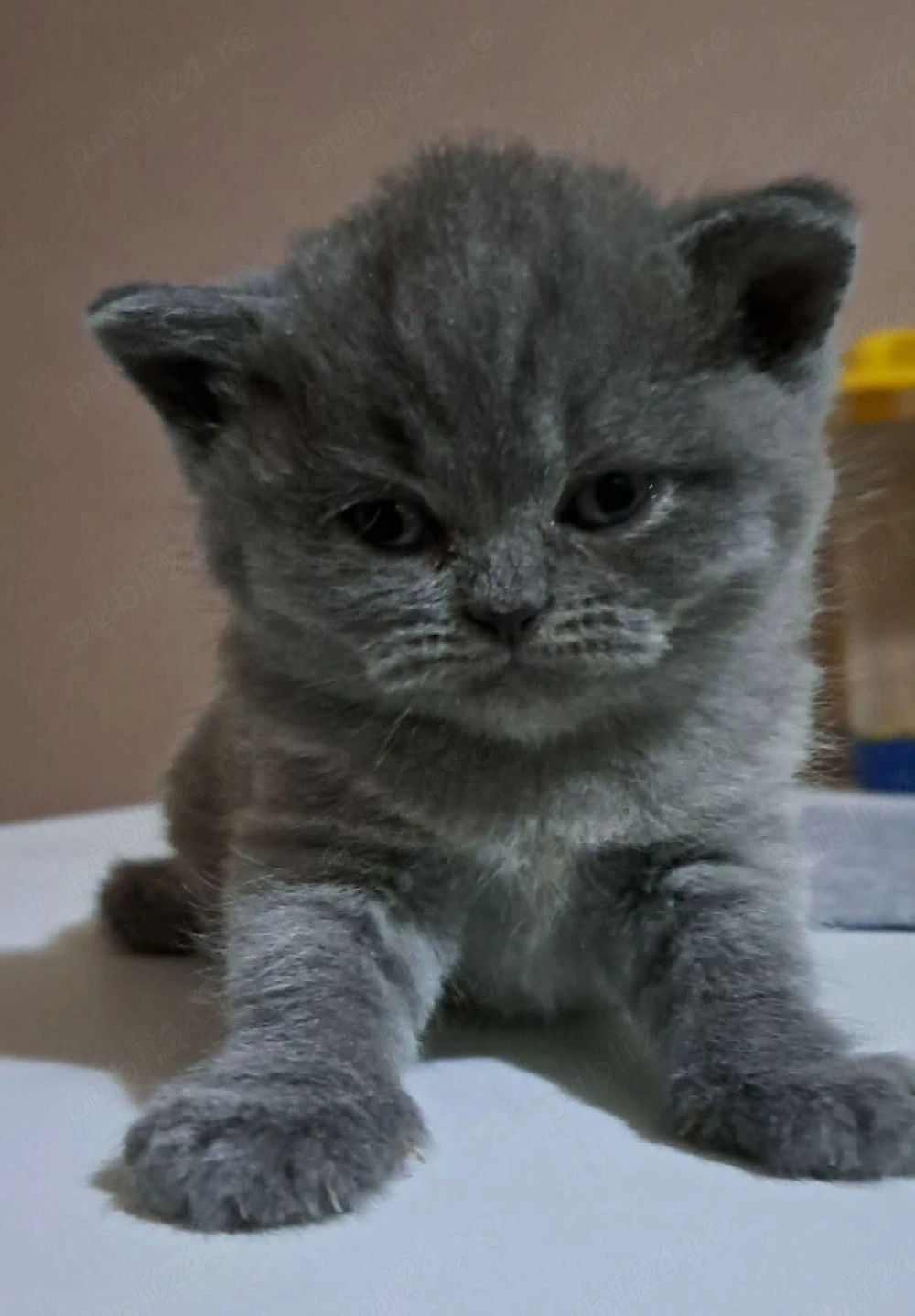 British shorthair blue 
