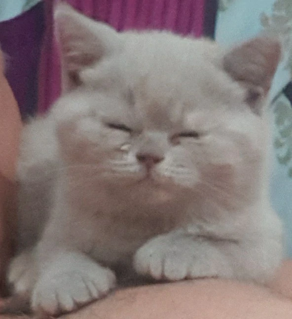 Fetita British shorthair 