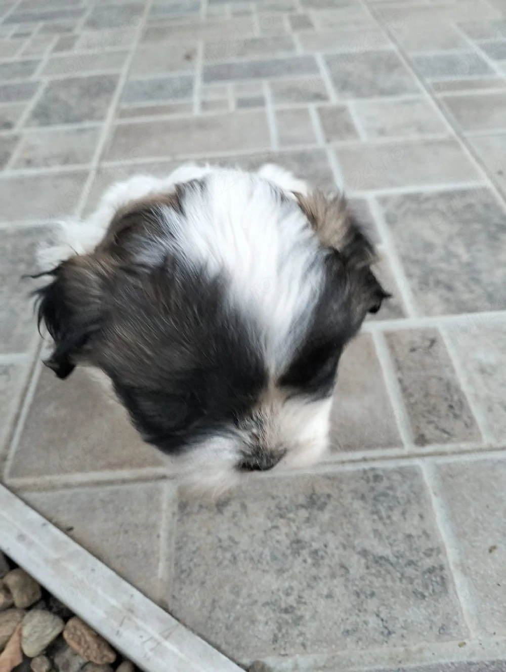 Shih tzu-fetita si baiat 400 ron buc