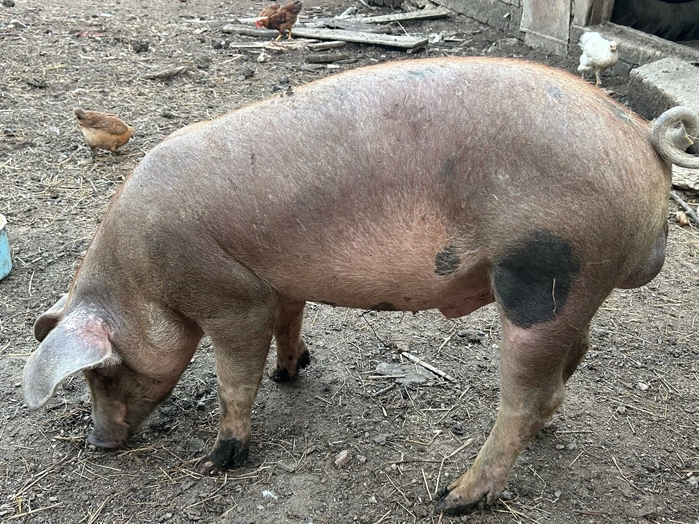 vierus duroc