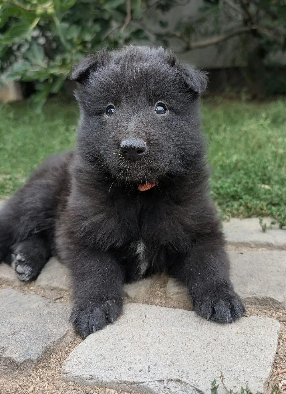 Ciobanesc belgian groenendael