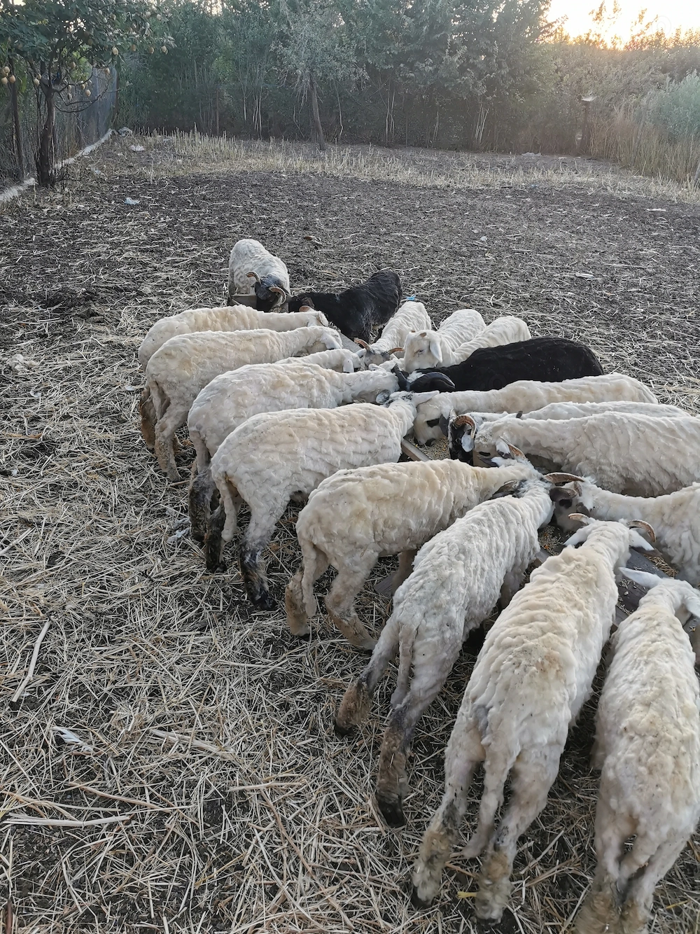 Vând miei grași 