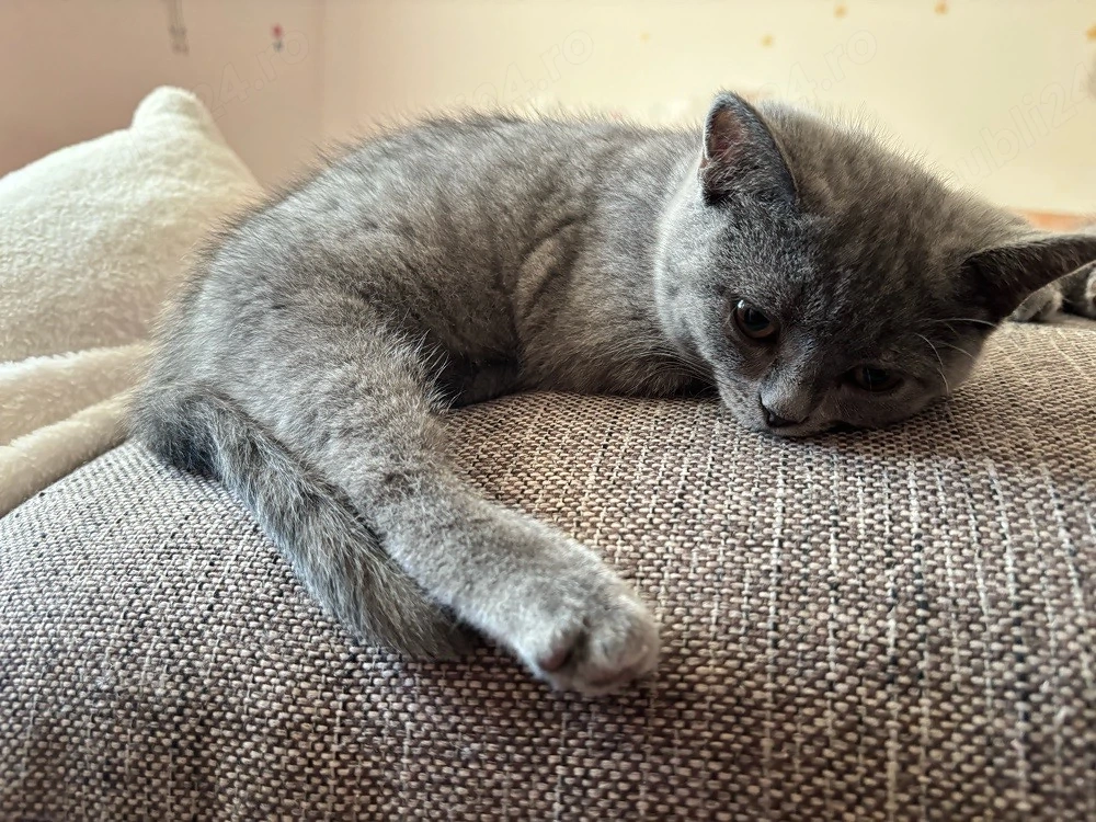 Cautam casuta pentru 2 pisicute British Shorthair