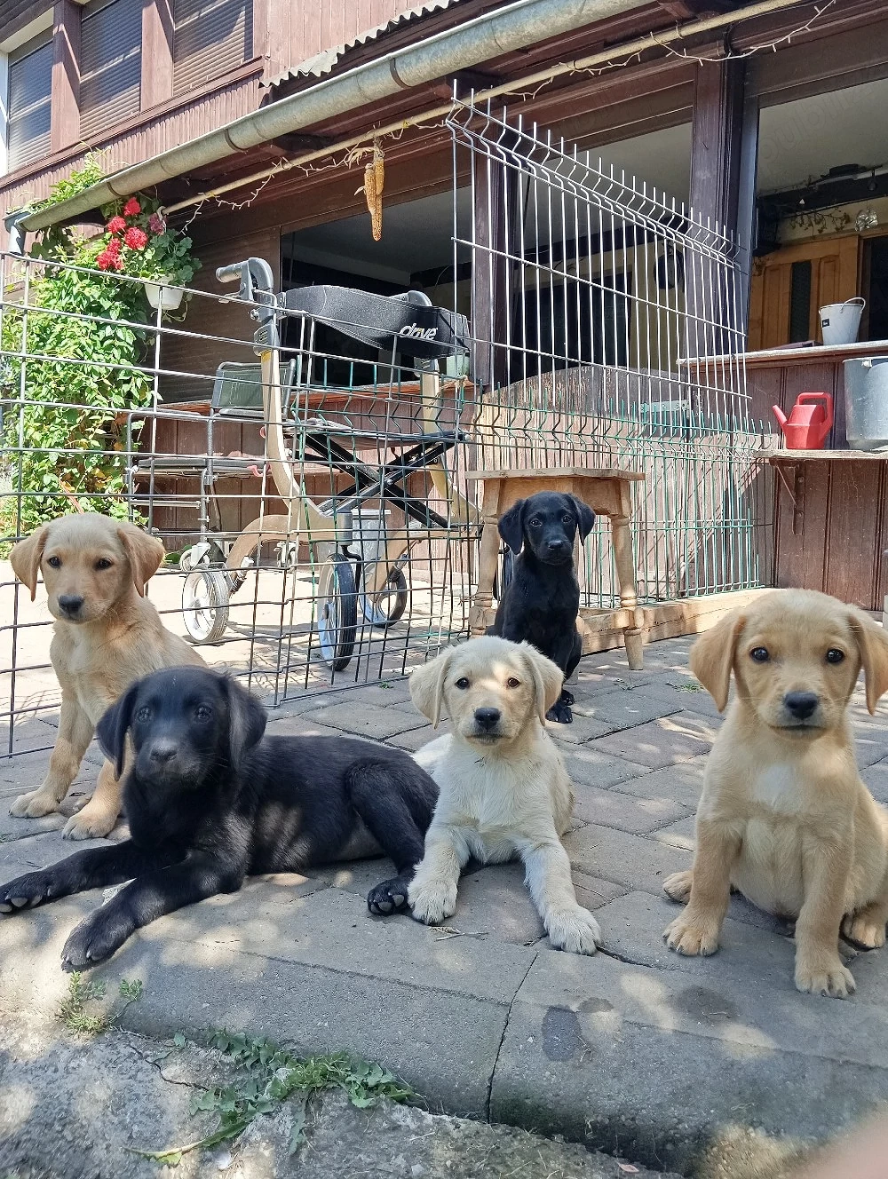 Puiuți de labrador 