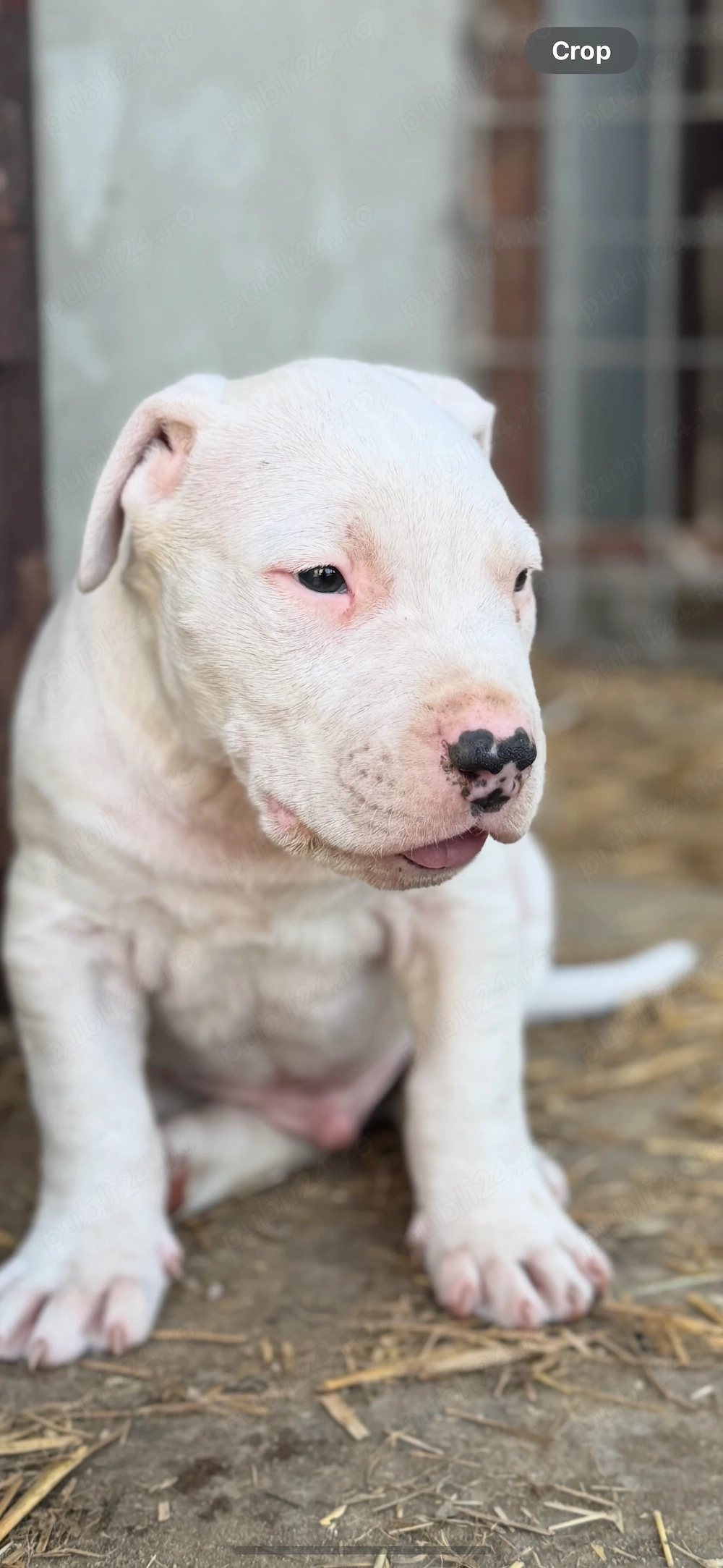 Pui dog argentinian cu pedigree