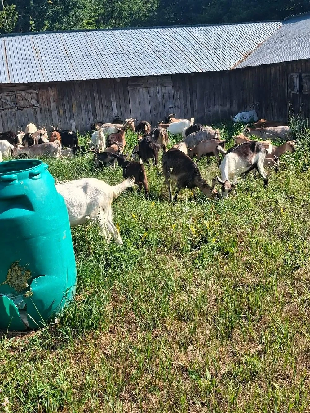 vând capre la preț negociabil 