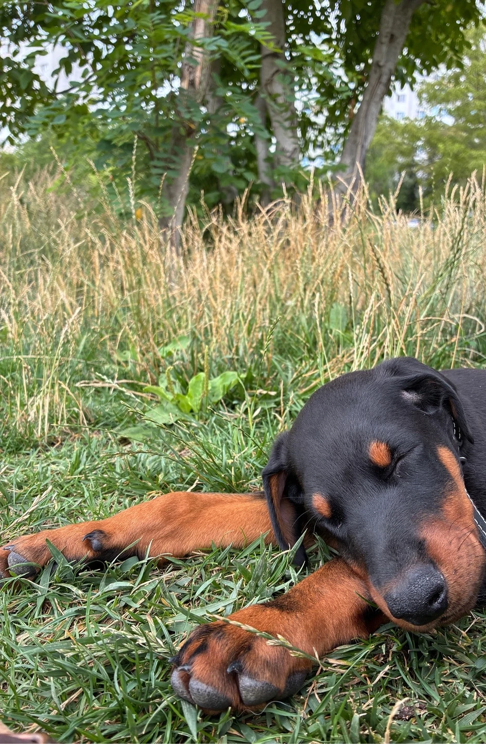 GRATUIT- Pui Dobermann mascul, de rasa pura